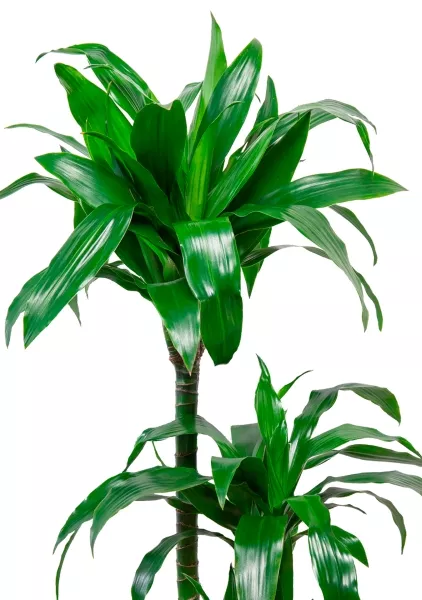 Драцена Джанет Крейг 3 ствола в RONDO 32