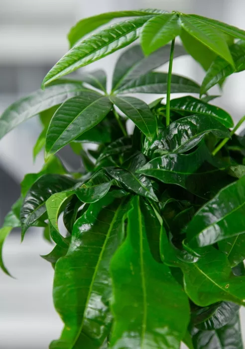 Пахира в PURO 20