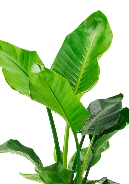 Стрелиция Николай 21/100 см в CILINDRO 32