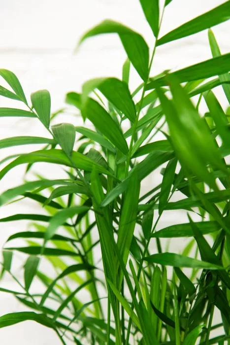 Хамедорея Элеганс 17/60 в CLASSICO Color 21