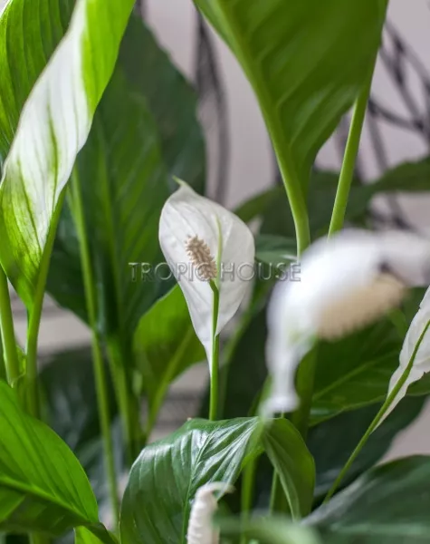 Спатифиллум Сенсейшн в RONDO 32