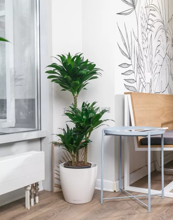 Драцена Компакта 3 ствола в CLASSICO 28