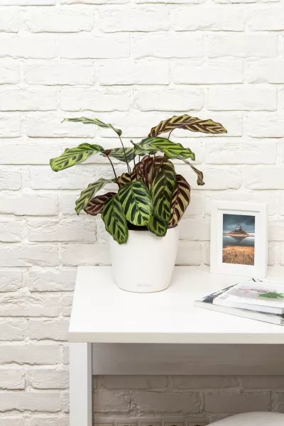 Калатея Макояна 14/45 см в CLASSICO 18