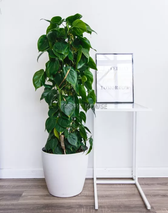 Филодендрон в CLASSICO COLOR 28