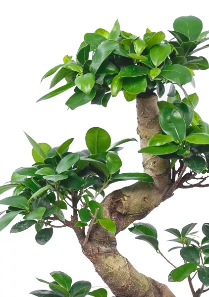 Фикус Микрокарпа Гинсенг 23/70 см