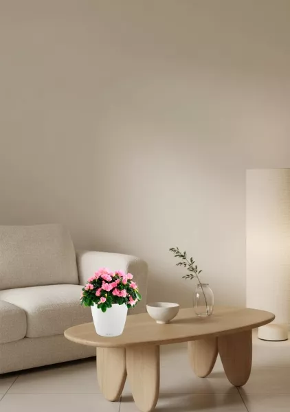 Азалия Фландрес розовая 14/30 см в CLASSICO 18