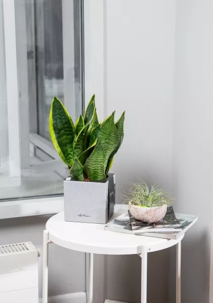 Сансевиерия Лауренти в CANTO Stone 14