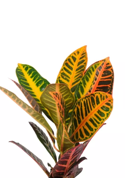 Кодиеум 13/30 см в CLASSICO COLOR 18