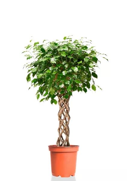 Фикус Бенджамина Экзотика цилиндр 24/100 см