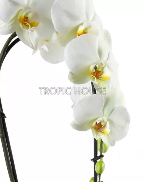 Орхидея Фаленопсис белая каскад 12/50 см