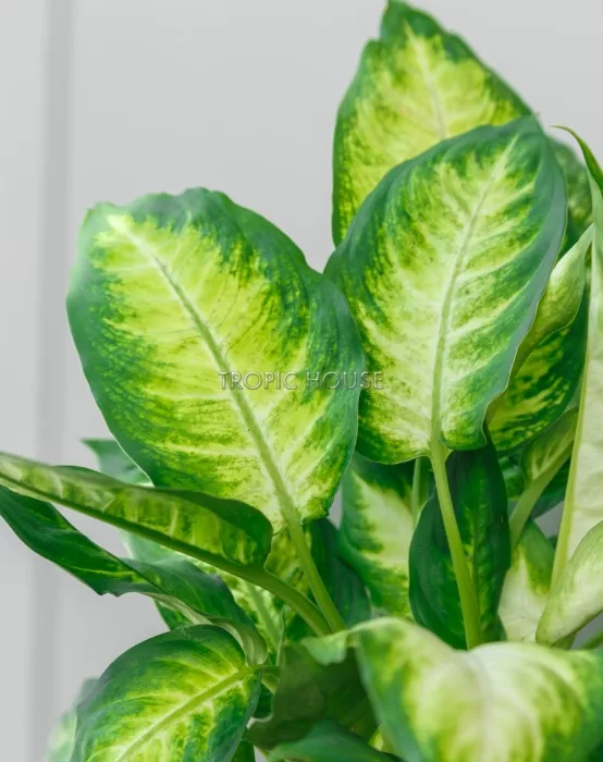 Диффенбахия Камилла в CLASSICO LS 21