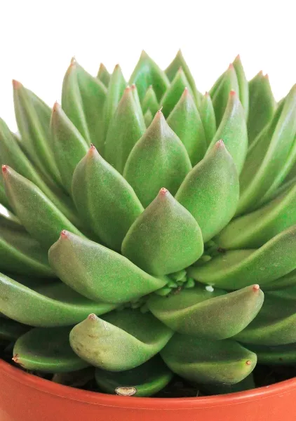 Эхеверия Цветной микс в CANTO STONE 14