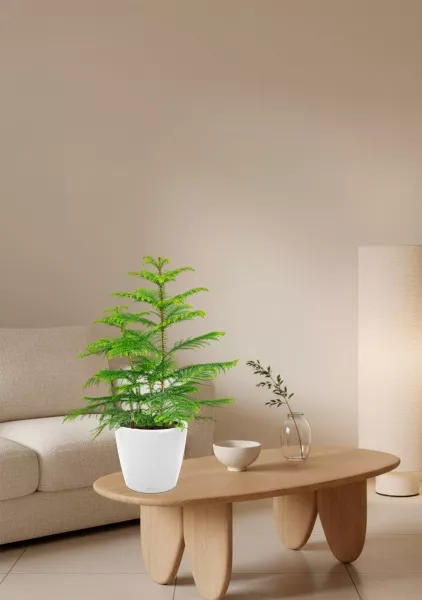 Араукария 19/90 см в  CLASSICO LS 28