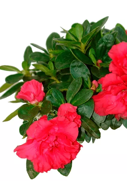 Азалия индика Биколор 12/25 см