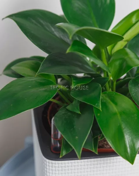 Филодендрон Грин Принцесс в CUBE COLOR 14