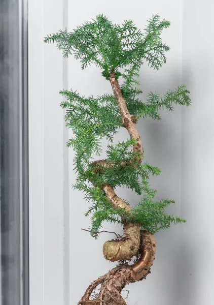 Араукария бонсай ель 27/65 см