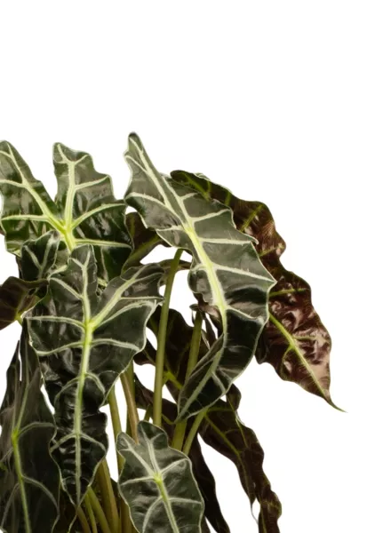 Алоказия Полли 17/50 см