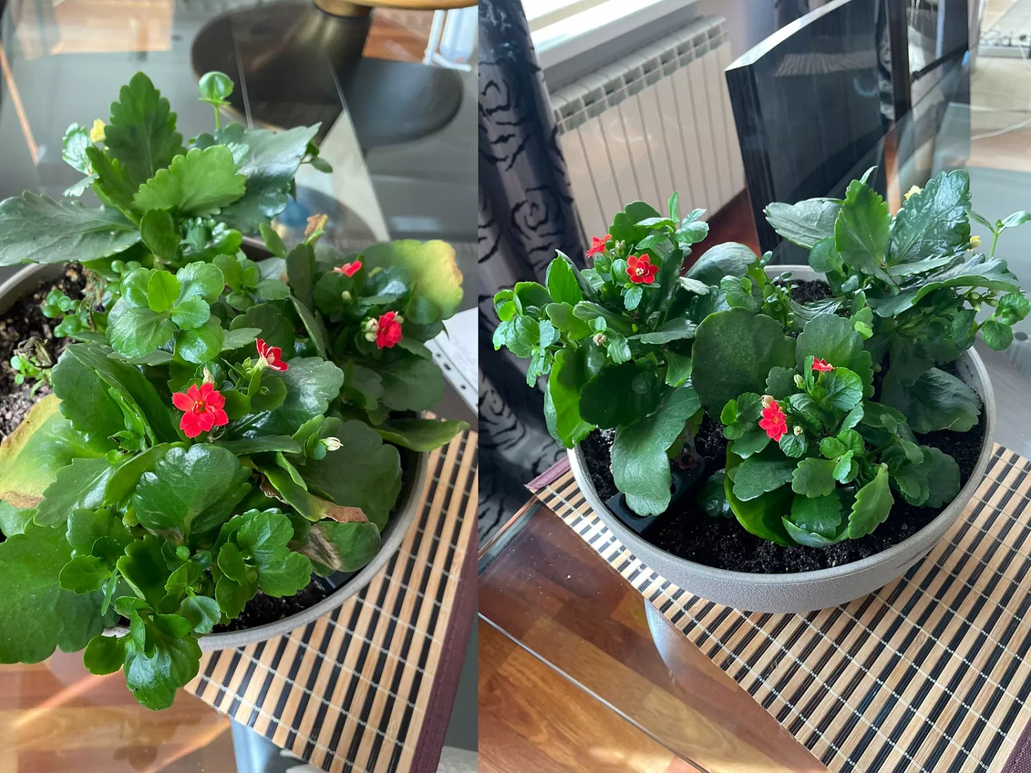 ВЫЕЗДНАЯ ПЕРЕСАДКА РАСТЕНИЙ