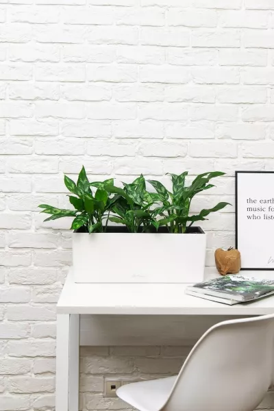 Аглаонема Мария в BALCONERA COLOR 50