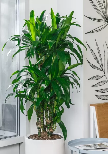 Драцена Джанет Крейг бранч в RONDO 32