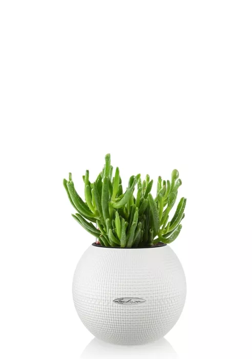 Крассула Хоббит в PURO 20, белый