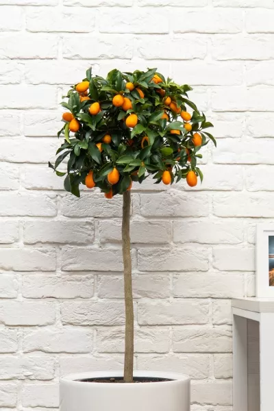 Цитрофортунелла Кумкват на стволе 26/100 см в CUBICO COLOR 30