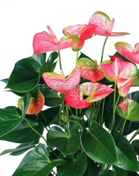 Антуриум микс в RONDO 40