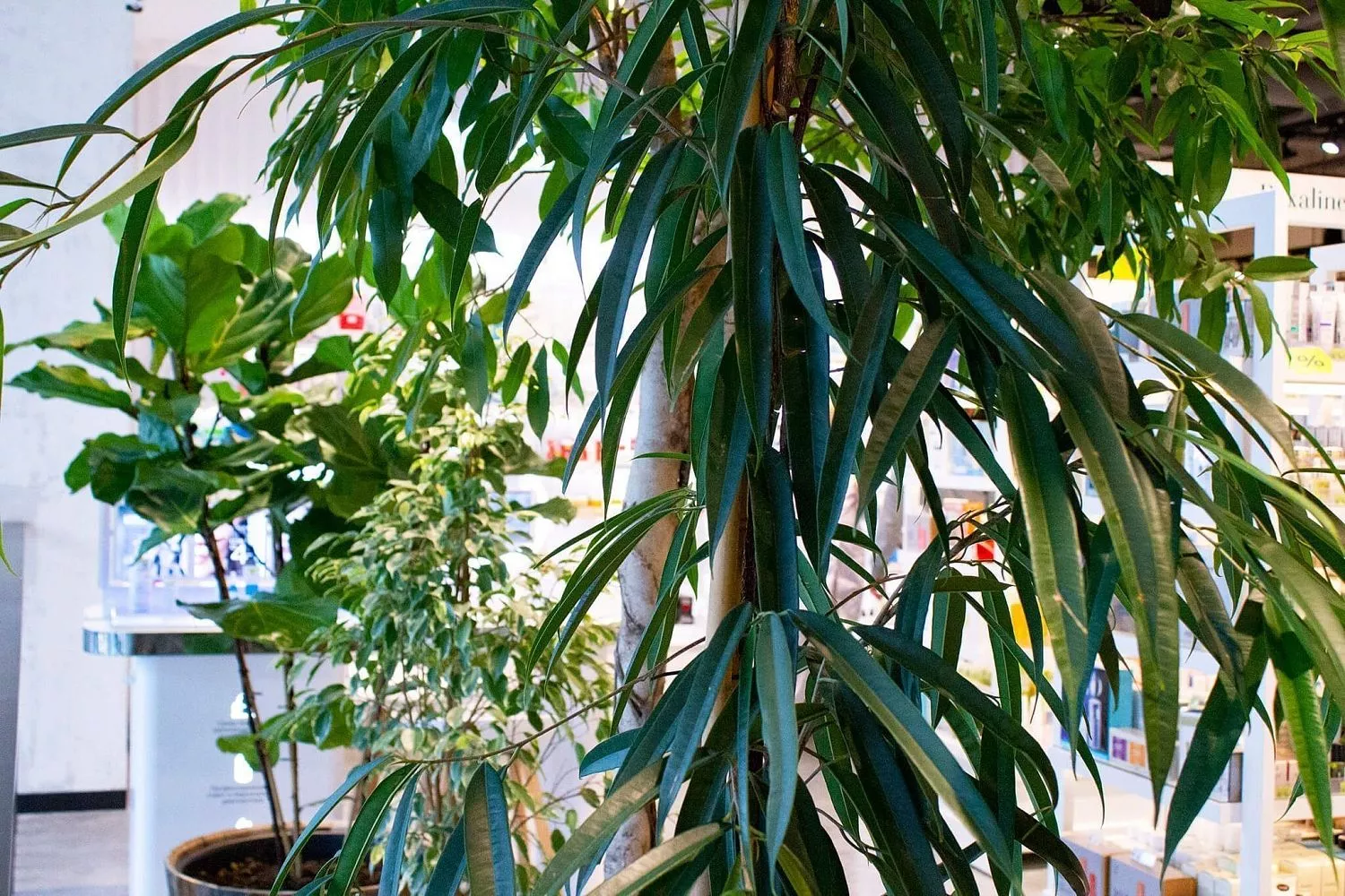 Золотое Яблоко