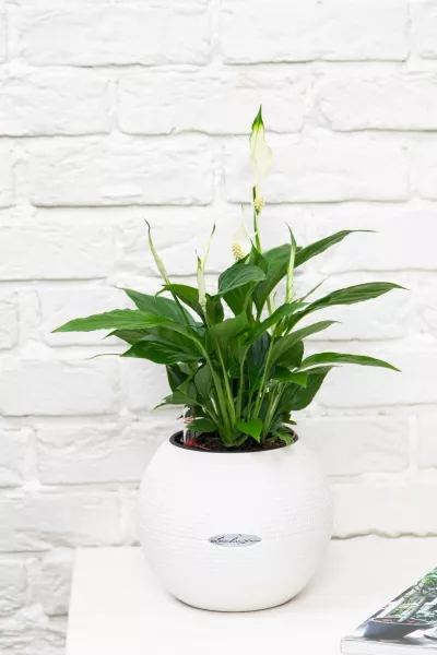 Спатифиллум в PURO 20