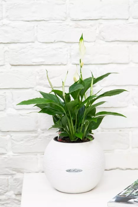 Спатифиллум в PURO 20