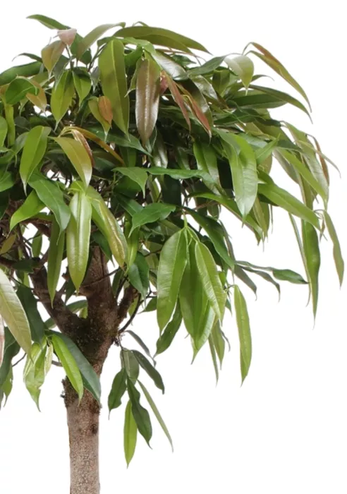 Фикус Амстел Кинг на штамбе 27/120 в RONDO 40