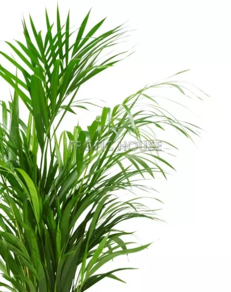 Хризалидокарпус в CARARO 75