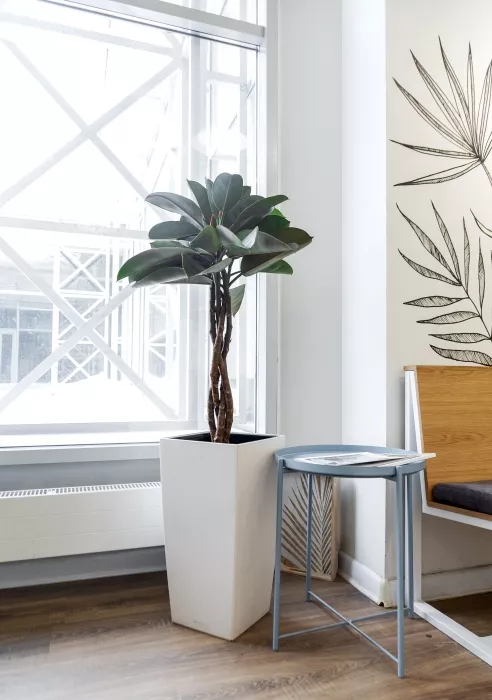 Фикус Эластика Бургунди СUBICO COLOR 30