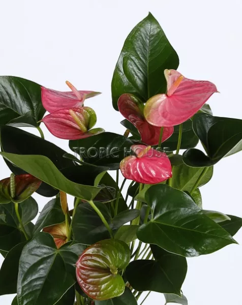 Антуриум розовый в CUBETO COLOR 30