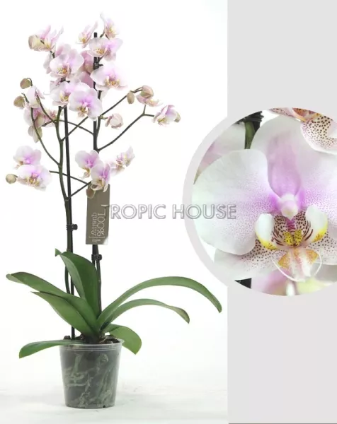 Орхидея Фаленопсис светло-розовая 12/60 см