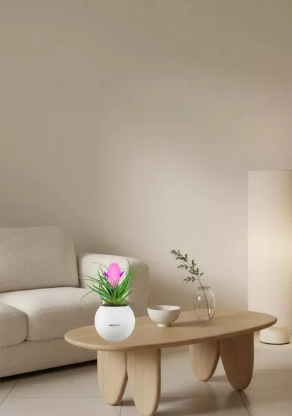 Тилландсия Анита в PURO 20