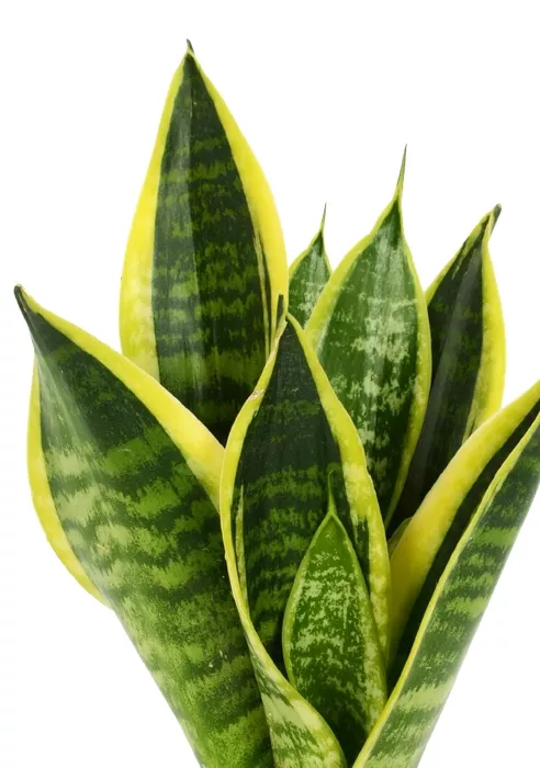 Сансевиерия Футура Суперба в CUBE COLOR 14