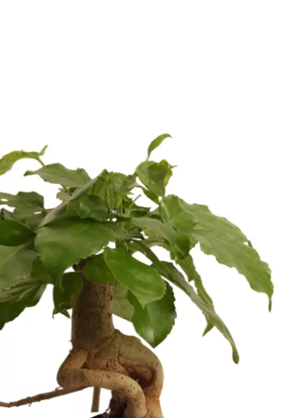 Радермахера бонсай 12/30 см в CUBE Color 14