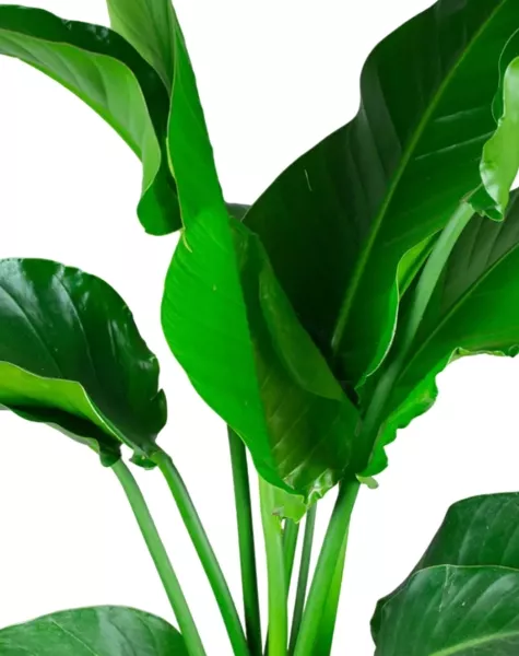 Стрелиция Николай 24/120 в CANTO Stone low 30