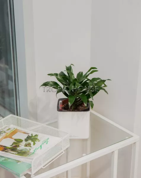 Драцена Компакта в CUBE GLOSSY 14