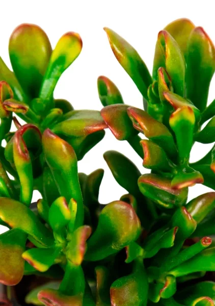 Крассула микс в CUBE GLOSSY 14