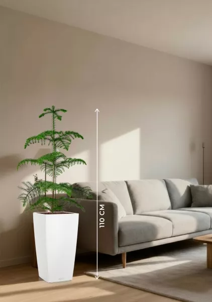 Араукария гетерофилла 24/110  в  CUBICO COLOR 30