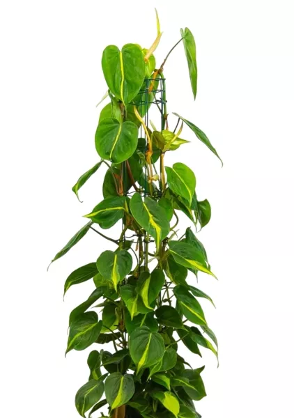 Филодендрон Шангри Ла 14/35 см CUBE COLOR 16