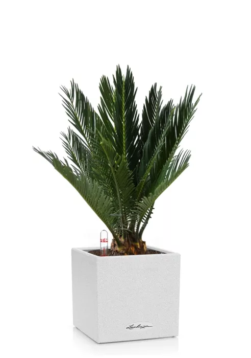 Цикас CANTO STONE 14/40 см Песочный белый