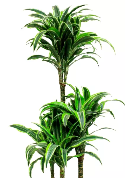 Драцена Сюрприз 3 ствола 21/110 см