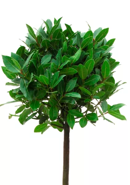 Лавр Нобилис 21/120