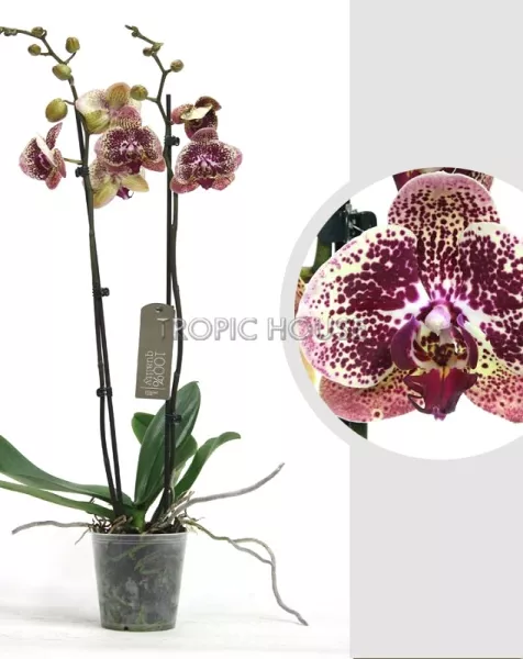 Орхидея Фаленопсис тигровая 12/60 см