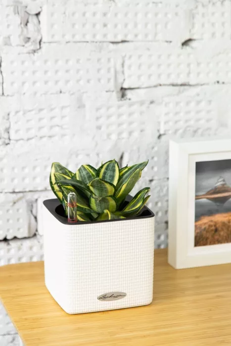 Сансевиерия Голден Ханни в CUBE COLOR 14