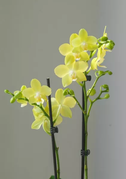 Орхидея Фаленопсис 2 ствола желтая 12/60 см