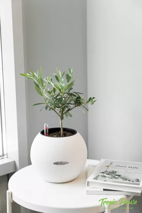 Олива в PURO 20